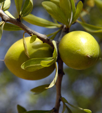 Les Extraits d’argan