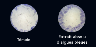 Régénération des cellules de lépiderme