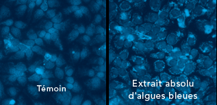 Synthèse dacide hyaluronique naturel