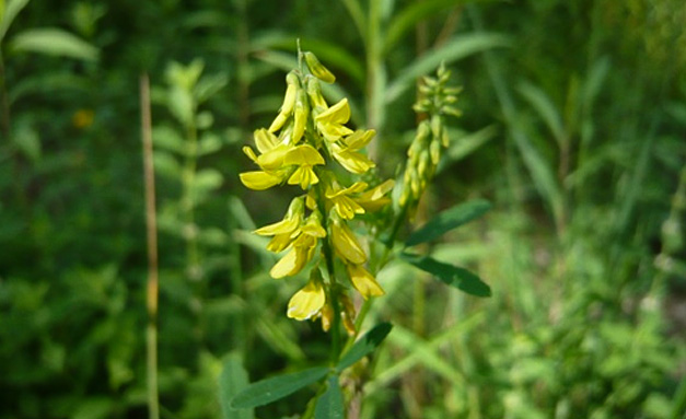 L’Eau florale de mélilot