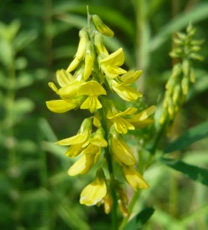 L’Eau florale de mélilot