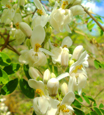 L’Extrait de moringa