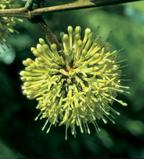 L’Uncaria d’Amazonie
